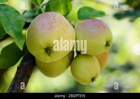 Mele verdi e deliziose appese ad un ramo di albero in un frutteto di mele Foto Stock