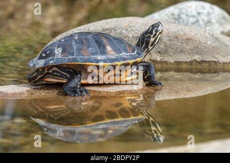 Gelbbauch-Schmuckschildkröte (Trachemys scripta scripta) Foto Stock