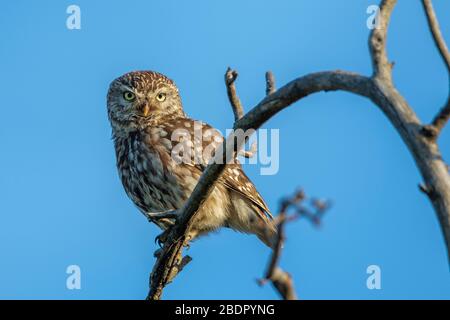 Steinkauz (Athene noctua) Foto Stock