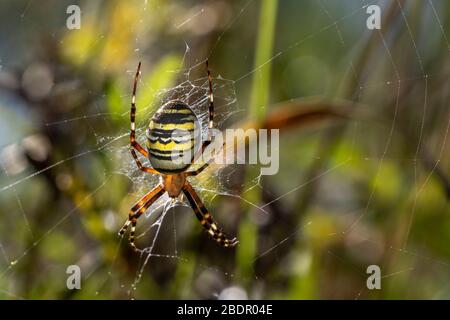 Wespenspinne (Argiope bruennichii) Foto Stock