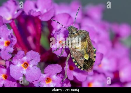 Beerenwanze (Dolycoris baccarum) Foto Stock