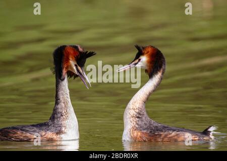 Grande danza di accoppiamento di Gebes crested Foto Stock