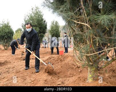 Pechino, Cina. 9 aprile 2020. Zhang Qingli, vice presidente del Comitato Nazionale della Conferenza consultiva politica popolare Cinese (CPPCC), pianta un albero durante un'attività volontaria di piantagione di alberi al Parco forestale nazionale di Xishan nel distretto di Haidian di Pechino, capitale della Cina, 9 aprile 2020. I consulenti politici cinesi il giovedì hanno partecipato a un'attività volontaria di piantagione di alberi a Pechino, come parte dei loro sforzi per contribuire alla costruzione di una bella Cina. Alla manifestazione hanno partecipato vicepresidenti del CPPCC e oltre 100 collaboratori del Working orga Credit: Xinhua/al Foto Stock