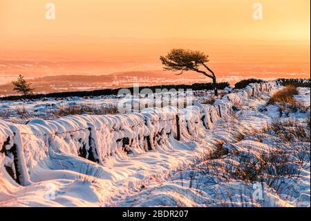 Neve albero e muro di pietra, Jeffrey Hill, Longridge cadde, Lancashire. Le colline Clwydian in Galles sono visibili in lontananza. Foto Stock