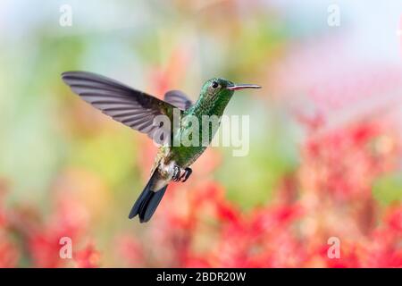 Un colibrì rombo di rame si aggira in un giorno di sole con vegetazione lussureggiante da un giardino tropicale sfocato sullo sfondo. Foto Stock