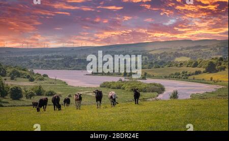 Alcune mucche da latte e che domina il castello Semple Loch alle turbine eoliche fattoria in lontananza fosca. Una miscela di vedute contadine e en rinnovabili Foto Stock