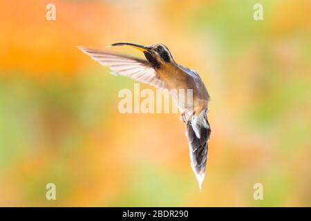 Un piccolo hummingbird Hermit che si sorpassa su una giornata luminosa illuminata dal sole con fiori sfocati di arancio sullo sfondo. Foto Stock