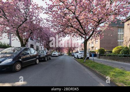 Krefeld - Vista sulla fioritura dei ciliegi in primavera, Renania Settentrionale Westfalia, Germania, 09.04.2020 Foto Stock