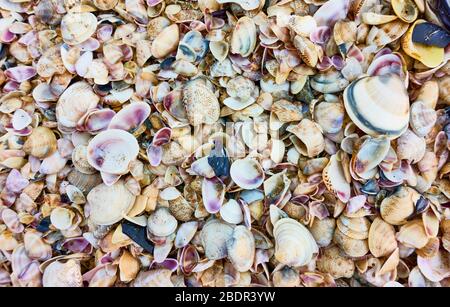 Moltitudine di conchiglie sulla spiaggia, può essere utilizzato come sfondo Foto Stock