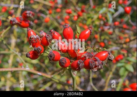 Medical rosa canina, oblunga di bacche rosse, vitamine in wild rosa canina Foto Stock