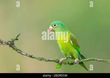 Parakeet (Brotogeris jugularis) Costa Rica con la buccia d'arancia Foto Stock