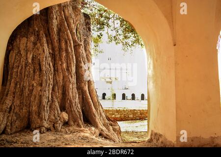 Big Ancient Banyan Tree sfondo immagine fotografica Foto Stock