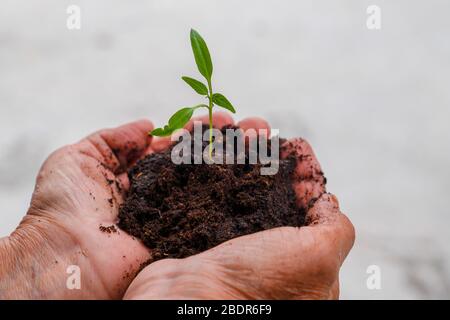 Una pianta fresca nel palmo del suolo. Le mani che si prendono cura crescono le piante. Foto Stock