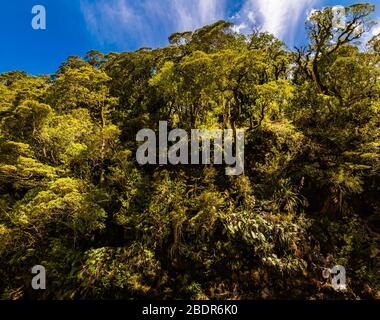Un muro verde a Falls Creek, Hollyford Valley, Southland, Nuova Zelanda Foto Stock