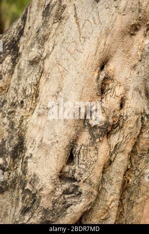 Albero secco nodi ramo trama primo piano sfondo Macro Stock Fotografia immagine Foto Stock