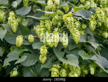 Coni verdi di luppolo su una pianta di luppolo usata per produrre la raccolta della birra pronta. Foto Stock