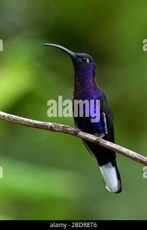 Violet Sabrewing in Costa Rica cloud forest Foto Stock