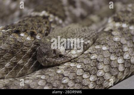 Serpente Potrait allo zoo Foto Stock