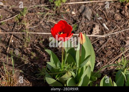 una vista ravvicinata di un gruppo di splendidi tulipani rossi luminosi in un parco pubblico con giardino Foto Stock