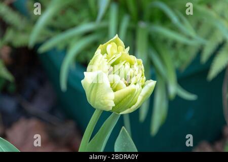 una vista ravvicinata di un gruppo di splendidi tulipani verdi e luminosi in un parco pubblico con giardino Foto Stock