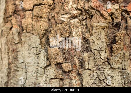 Albero secco nodi ramo trama primo piano sfondo Macro Stock Fotografia immagine Foto Stock