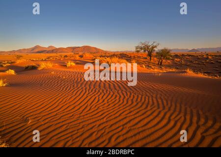 Sole del tardo pomeriggio sulle dune di sabbia Foto Stock