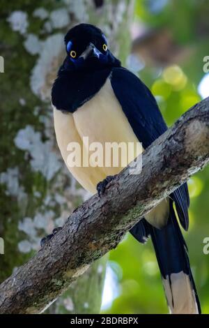 Il lussuoso Jay crested, il Parco Nazionale delle Cascate di Iguacu, Brasile Foto Stock