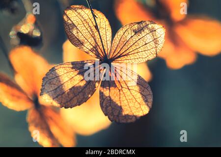 Fuoco selettivo su petalo di fiori di hydrangea asciutti con sfondo verde della natura Foto Stock