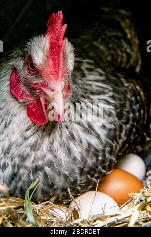 Amore fattoria Gorgie, Pasqua, UN Hen con le uova Foto Stock