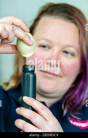 Amore Gorgie Farm, Pasqua, Zia Vest animale allevamento controllo le uova che sono in incubatore per piccoli pulcini di pasqua Foto Stock