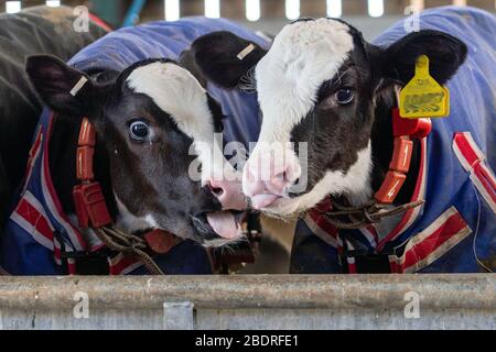 Mucca allerta, la Campbells / cuil Farm Foto Stock