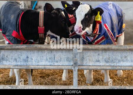 Mucca allerta, la Campbells / cuil Farm Foto Stock