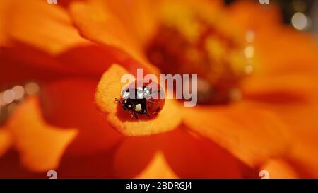 Lady bug su Zinnia fiore, sfondo estivo con bokeh. Messa a fuoco selettiva. Foto macro Foto Stock