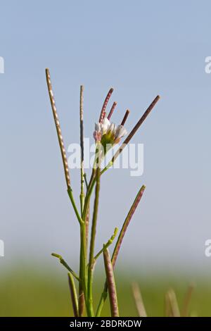 Fiori e semi di amarezza, Cardamina hirsuta, una piccola erba commestibile Foto Stock