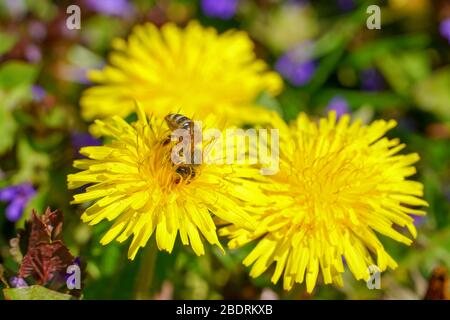 Un ape raccoglie il miele su un fiore di burro Foto Stock