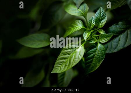 Astratto verde lascia texture, natura sfondo, carta da parati tonalità scura. Naturale foglie verde modello con sensazione di moody Foto Stock