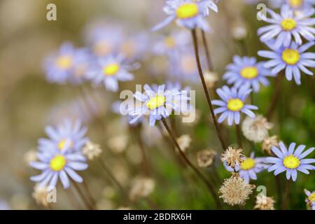 Felicia blu (Daisy) in fiore Foto Stock