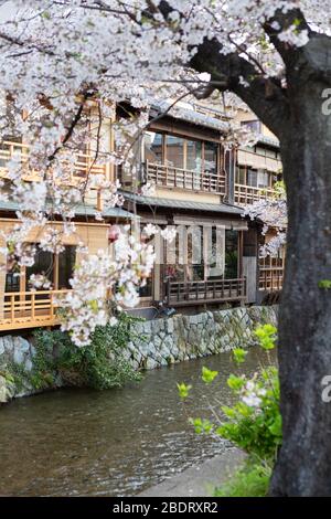 Fiume con fiore di ciliegi nel quartiere di Gion, Kyoto Foto Stock