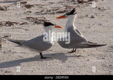 Danza reale Terns corteggiamento. Foto Stock