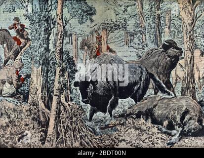 "Extermination des bisons de la foret primaire de Bialowieza en Pologne par les soldats allemands pendant la premiere guerre mondiale" (danno in tempo di guerra Foto Stock