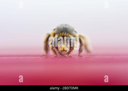 Vista frontale ravvicinata di un'ape appollaiata su un tavolo rosso Foto Stock