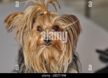 Cucciolo yorkshire Terrier su sfondo grigio. Foto Stock