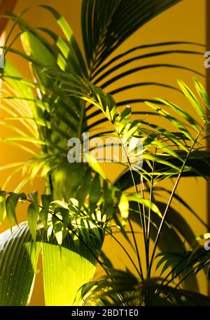Le foglie di palma su uno sfondo giallo con ombre scure - messa a fuoco morbida Foto Stock