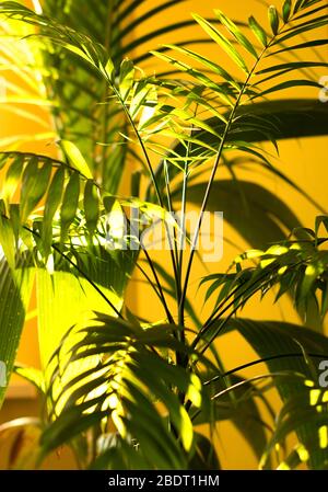 Le foglie di palma su uno sfondo giallo con ombre scure - messa a fuoco morbida Foto Stock