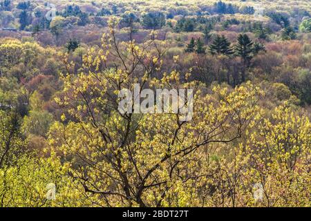 Blackstone River Valley, Uxbridge, vista da Lookout Rock, Uxbridge, ma, Blackstone Valley Park Foto Stock