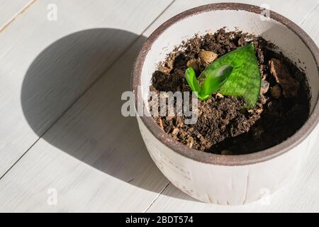 Giovane germoglio di casa decorativa pianta Sansevieria tribasciata hnii in una pentola su sfondo legno. Pianta del serpente. Giardinaggio domestico Foto Stock