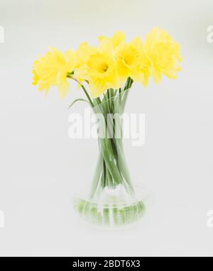 Mazzo di narcisi gialle in vaso di vetro, isolato, studio shot Foto Stock