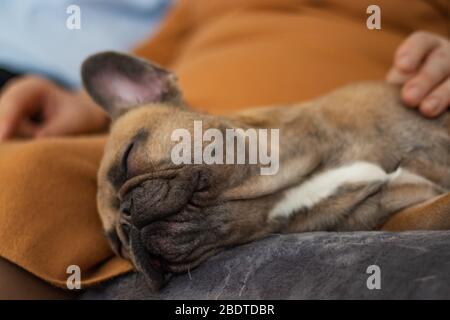 Carino purebred Fawn French Bulldog è addormentato Foto Stock