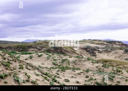 Nuvole tempestose su dune di sabbia coperte di piante di ghiaccio a Sand City Beach, Sand City, California, Monterey County, USA Foto Stock