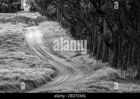 B & W di Mana Road vicino Waimea (Kamuela) Hawaii con fila di alberi di eucalipto. Foto Stock